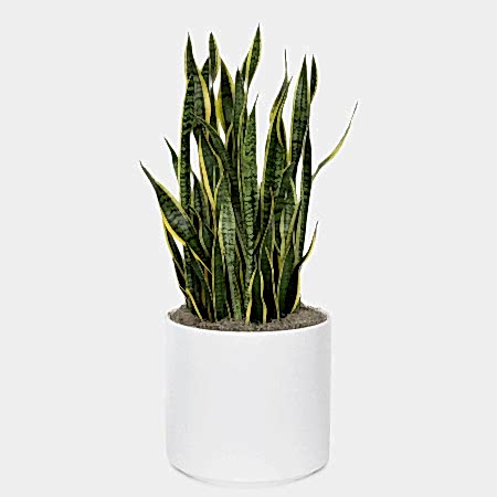 Snake Plant Laurentii - X-Grande