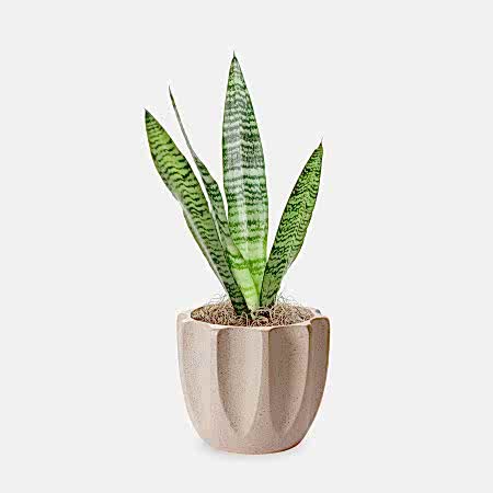 Snake Plant Black Coral - Piccolo