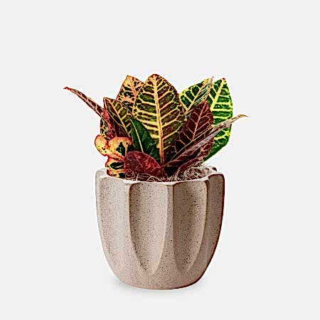 Croton Petra - Piccolo