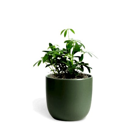 Schefflera Arboricola - Piccolo