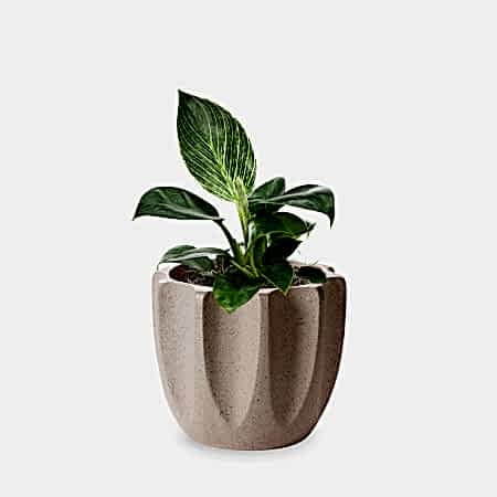 Philodendron Birkin - Piccolo