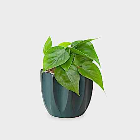 Philodendron Green - Piccolo