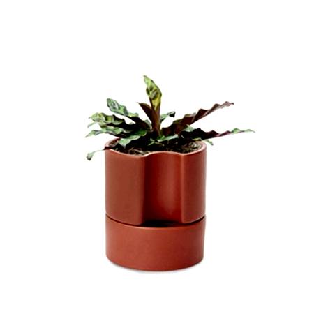 Calathea Rattlesnake - Piccolo