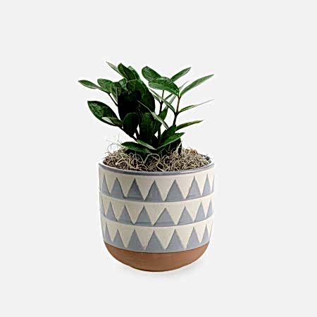 ZZ Plant - Piccolo