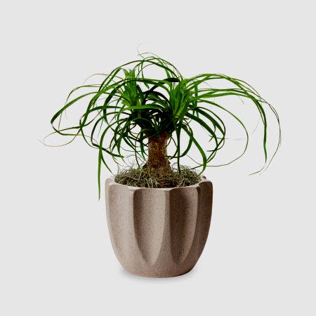 Ponytail Palm - Piccolo