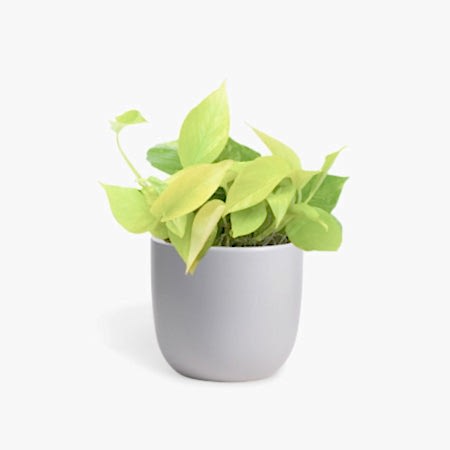 Neon Pothos - Piccolo
