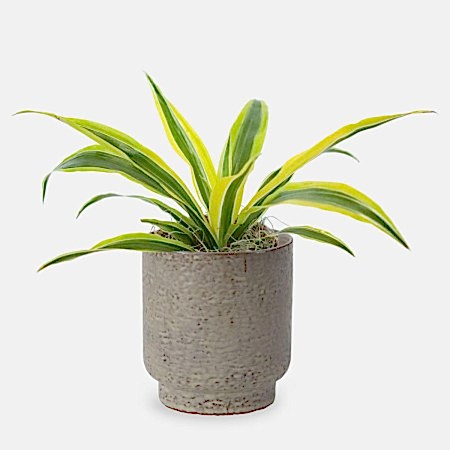 Dracaena Warneckii Lemon Lime - Piccolo