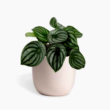 Watermelon Peperomia - Piccolo