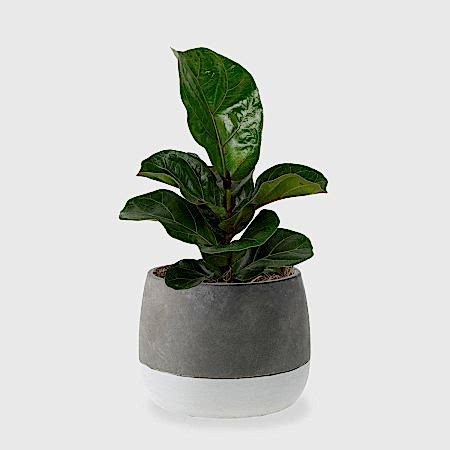 Ficus Lyrata Bambino - Medio