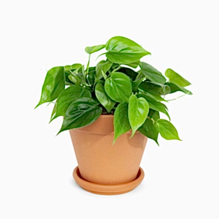 Philodendron Green - Medio