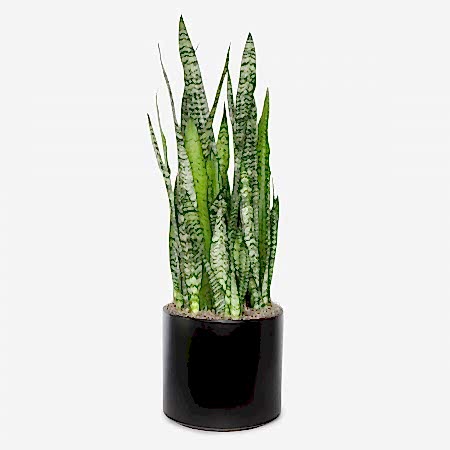 Snake Plant Zeylanica - Grande