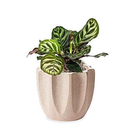 Calathea Peacock - Piccolo