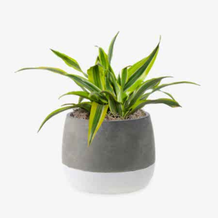 Dracaena Warneckii Lemon Lime - Medio