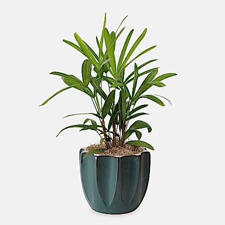 Rhaphis Palm - Medio