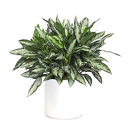 Aglaonema Jubilee - X-Grande