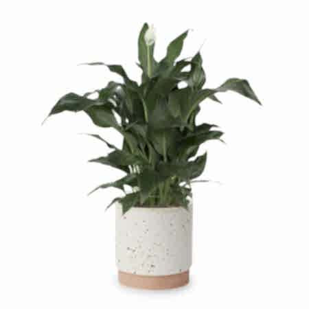 Spathiphyllum - Medio
