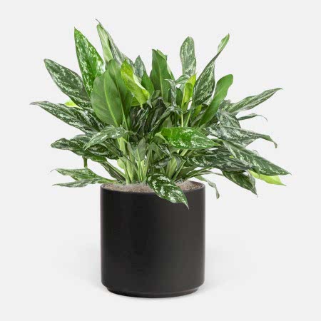 Aglaonema Shades - Grande