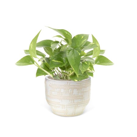 Golden Pothos - Piccolo