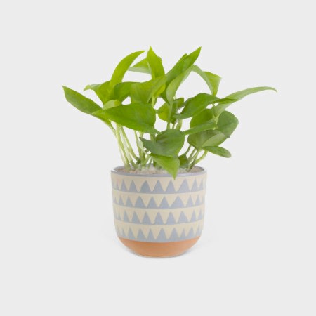 Jade Pothos - Piccolo