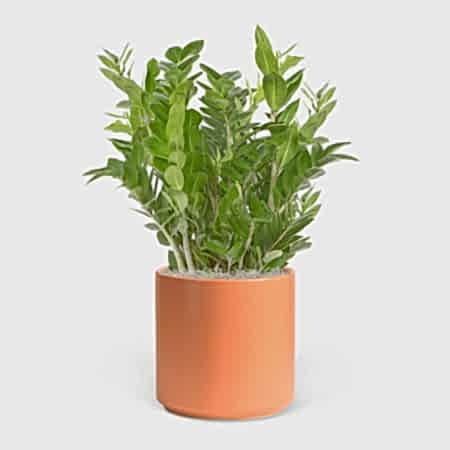 ZZ Plant - Grande