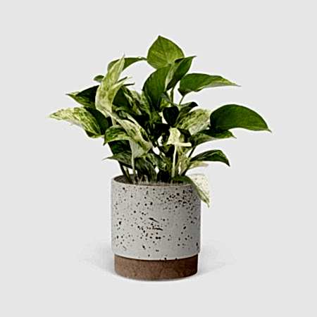 Marble Queen Pothos - Medio