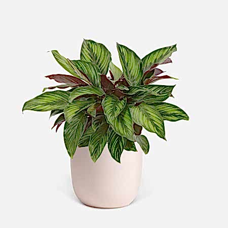 Calathea Beauty Star - Medio