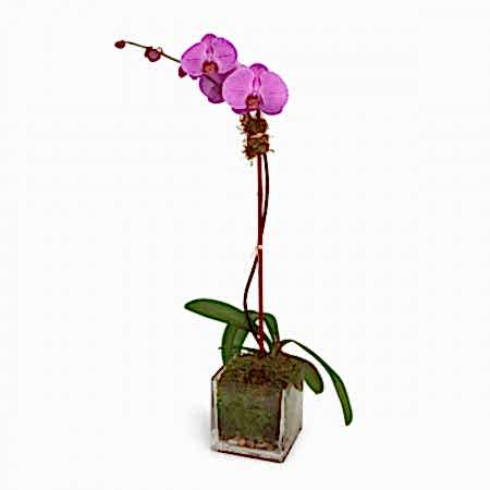 1-Stem Purple Phalaenopsis in Glass Orchid Plants