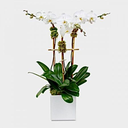 Classic 3-Stem Phalaenopsis in Ceramic Orchid Plants