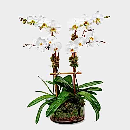 4-Stem Phalaenopsis in Glass Orchid Plants