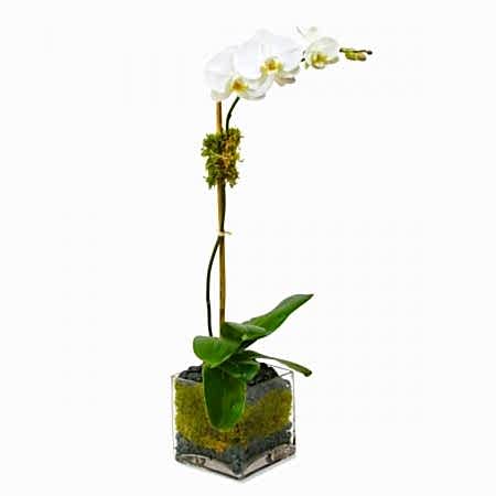 Classic 1-Stem Phalaenopsis in Glass Orchid Plants