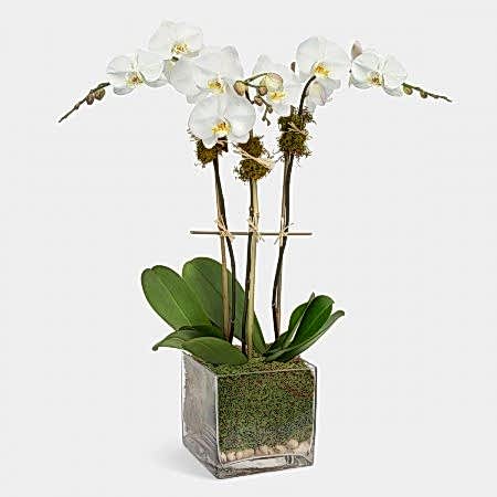 3-Stem White Phalaenopsis in Glass