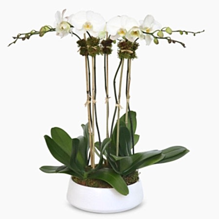 5-Stem White Phalaenopsis