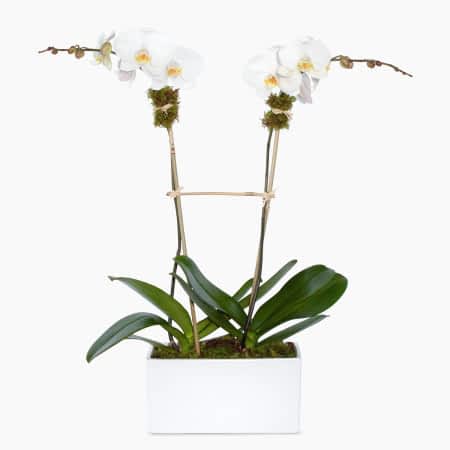 Simply White Orchids