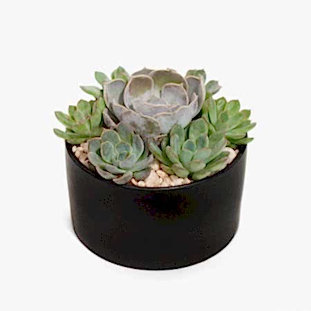Succulent Dish