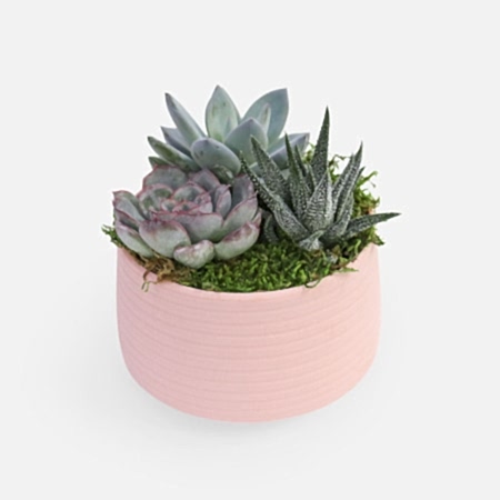 Succulent Garden Trio - Pink