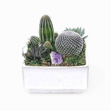 Verge Crystal Cactus Garden