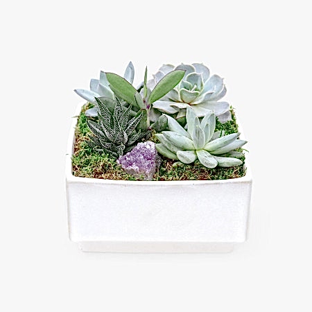 Verge Crystal Succulent Garden