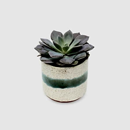 Mini Mateo Succulent