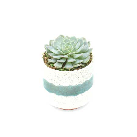 Echeveria in Mini Mateo Pot