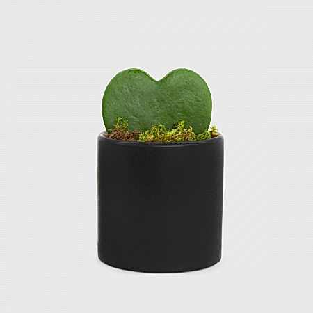 Sweetheart Plant