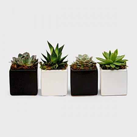 Four of a Kind Mini Succulents
