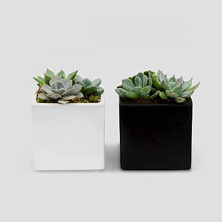Succulent Garden Duo