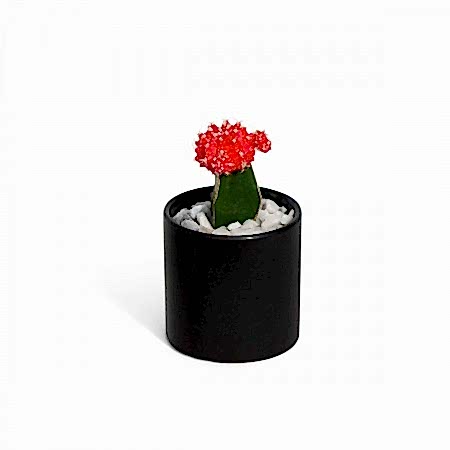 Moon Cactus - Red