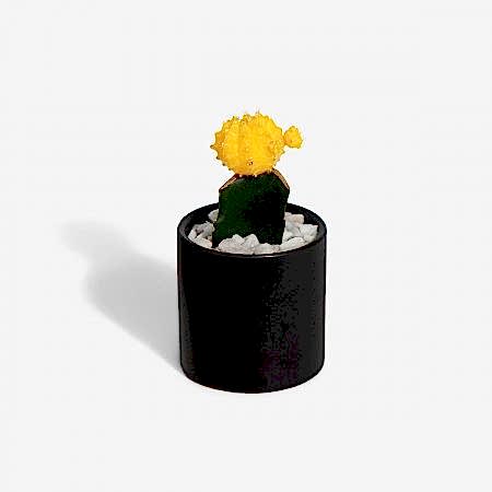 Moon Cactus - Yellow