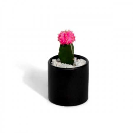 Moon Cactus - Pink