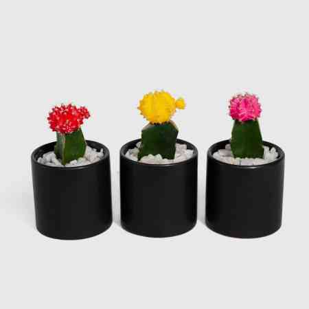Moon Cactus Trio