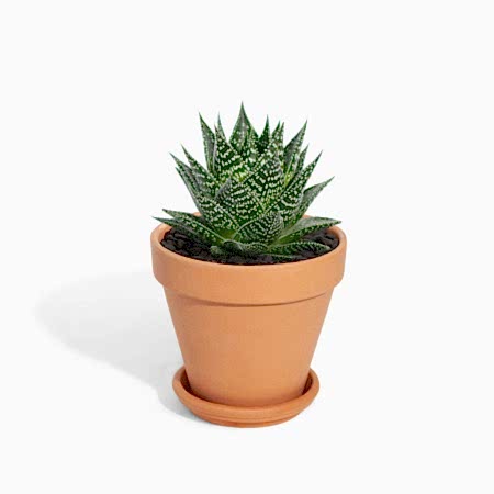 Gasteria Durban - Piccolo