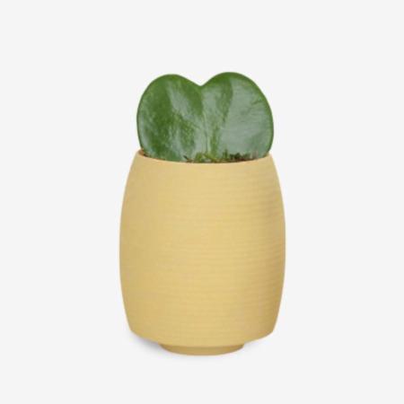 Sweetheart Plant - Yellow