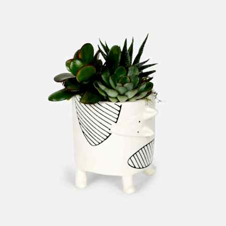 Chappy Succulent Garden