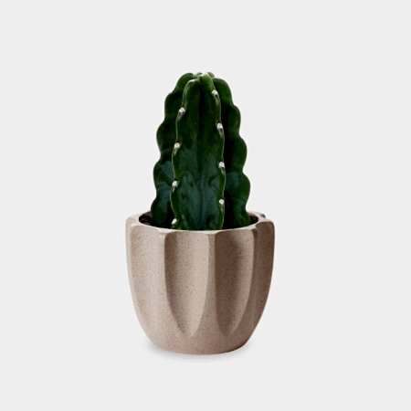 Cuddly Cactus - Piccolo